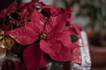 Ellen van der Mee over een huilend moederhart met Kerstmis