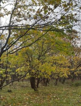 Mijn stemmen en de toekomst